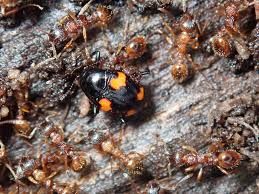 Attēlu rezultāti vaicājumam “Scaphidium quadrimaculatum”