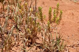 Attēlu rezultāti vaicājumam “Lepidium densiflorum bud”