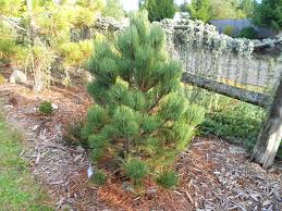 Attēlu rezultāti vaicājumam “Pinus ponderosa”