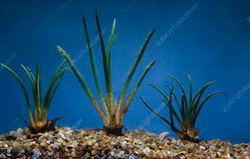 Attēlu rezultāti vaicājumam “Isoetes lacustris leaf”