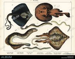 Image result for Myliobatis aquila