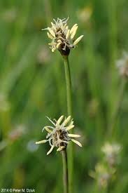 Attēlu rezultāti vaicājumam “Eleocharis palustris flower”