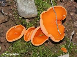 Attēlu rezultāti vaicājumam “Aleuria aurantia”