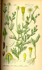 Image result for Matricaria recutita (chamomilla)