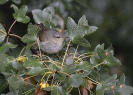 Image result for Phylloscopus orientalis
