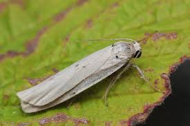 Attēlu rezultāti vaicājumam “Pelosia muscerda”