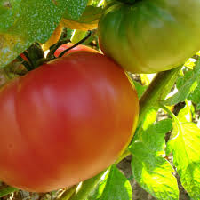 Afbeeldingsresultaat voor mortgage lifter bicolor strain tomato