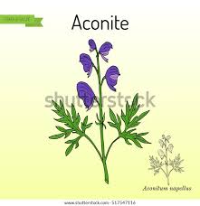 Image result for Aconitum napellus