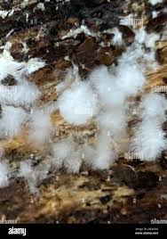 Attēlu rezultāti vaicājumam “Coniophora puteana”