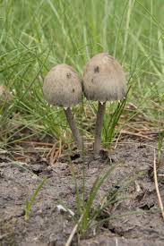 Attēlu rezultāti vaicājumam “Panaeolus papilionaceus”