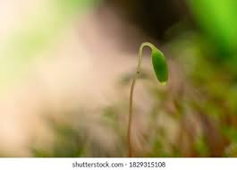 Attēlu rezultāti vaicājumam “Bryum amblyodon sporophyte”