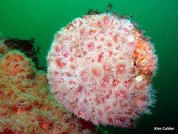 ผลการค้นหารูปภาพสำหรับ strawberry anemone