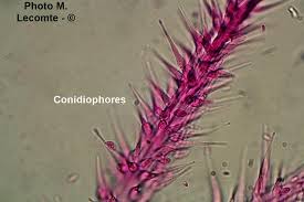 Attēlu rezultāti vaicājumam “Tilachlidium brachiatum”