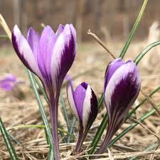 Attēlu rezultāti vaicājumam “Crocus”