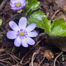 Attēlu rezultāti vaicājumam “Hepatica nobilis leaf”