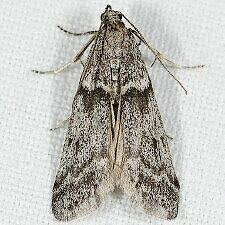 Attēlu rezultāti vaicājumam “Zophodia grossulariella”