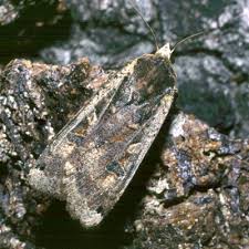 Attēlu rezultāti vaicājumam “Noctua pronuba”