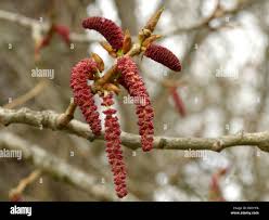 Attēlu rezultāti vaicājumam “Populus x canadensis male flower”