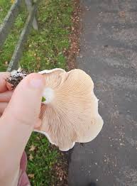 Attēlu rezultāti vaicājumam “Lepista sp.”