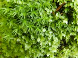 Attēlu rezultāti vaicājumam “Plagiomnium medium”