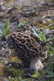 Attēlu rezultāti vaicājumam “Morchella esculenta”