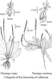 Attēlu rezultāti vaicājumam “Plantago major flower”