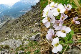 Attēlu rezultāti vaicājumam “Cardaminopsis arenosa leaf”