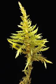 Attēlu rezultāti vaicājumam “Calliergon giganteum”