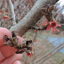 Attēlu rezultāti vaicājumam “Hamamelis virginiana bud”