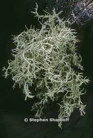 Attēlu rezultāti vaicājumam “Usnea hirta”