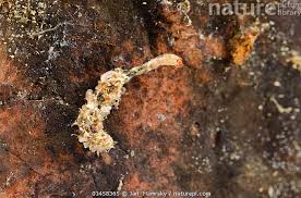 Attēlu rezultāti vaicājumam “Chironomidae larva”