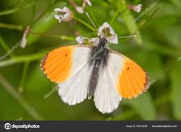 Attēlu rezultāti vaicājumam “Anthocharis cardamines male”