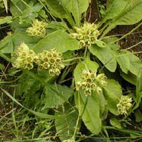 Attēlu rezultāti vaicājumam “Primula veris fruit”