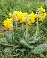 Image result for Primula veris