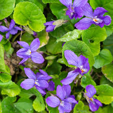 Attēlu rezultāti vaicājumam “Viola sororia flower”