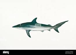 Image result for Carcharhinus obscurus