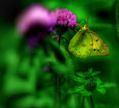 Attēlu rezultāti vaicājumam “Colias palaeno upperside”