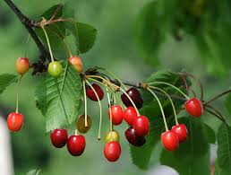 Attēlu rezultāti vaicājumam “Cerasus bud”