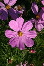 Image result for Cosmos bipinnatus