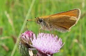 Attēlu rezultāti vaicājumam “Thymelicus lineola underside”