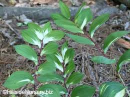 Attēlu rezultāti vaicājumam “Polygonatum odoratum”