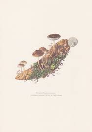 Attēlu rezultāti vaicājumam “Strobilurus esculentus”