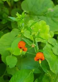 Image result for Alonsoa liniflora
