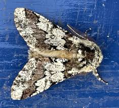 Attēlu rezultāti vaicājumam “Biston strataria”