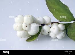 Attēlu rezultāti vaicājumam “Symphoricarpos albus fruit”