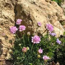 Image result for Grasnelke