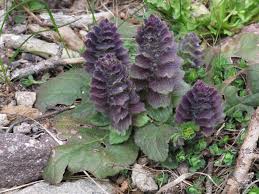 Attēlu rezultāti vaicājumam “Ajuga pyramidalis”