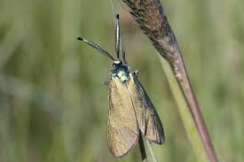 Attēlu rezultāti vaicājumam “Adscita statices”