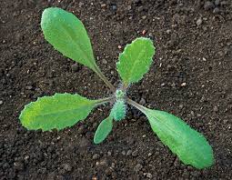 Attēlu rezultāti vaicājumam “Senecio vernalis leaf”