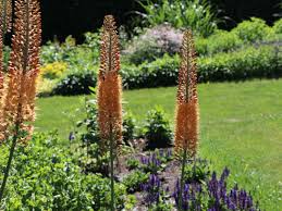 Image result for Steppenkerze